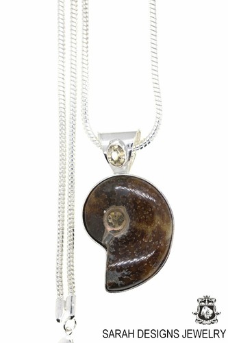 Placenticeras meeki ammonite - placenticeras,