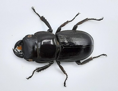 Lucanidae serrognathus - lucanidae,,
