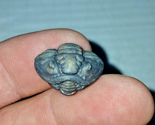 Fossile trilobite meeki - fossile,