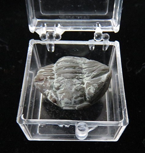 Trilobite flexicalymene - trilobite-1",