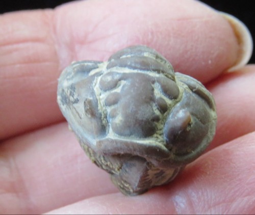 Trilobite - -,