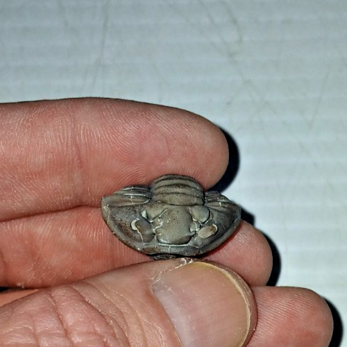 Fossile trilobite meeki - trilobite,