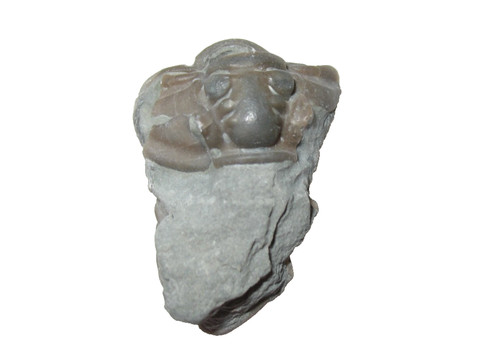Ordovician trilobite fossil - ordovician,