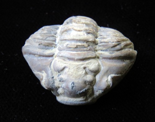 Trilobite flexicalymene - -, 1"