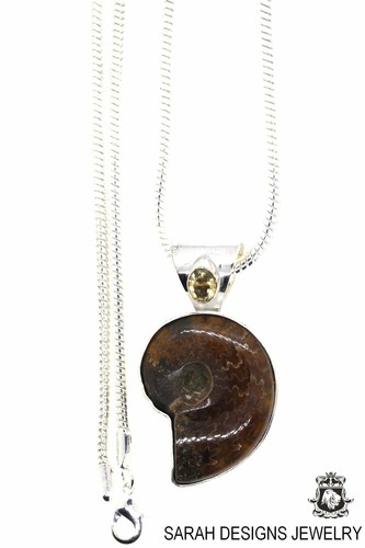 Placenticeras meeki ammonite - placenticeras,