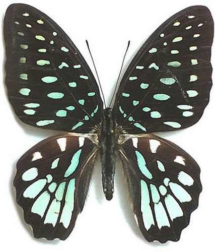 Papilionidae graphium meeki - papilionidae,