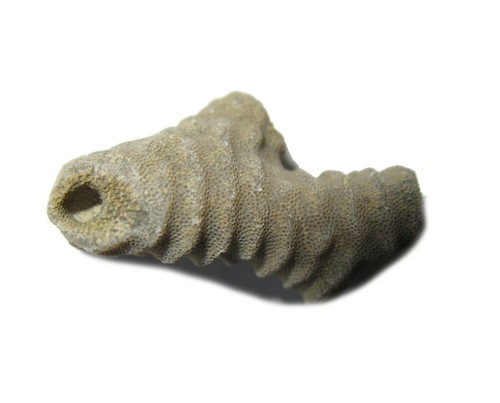 Ordovician bryozoa bryozoan - bryozoa,