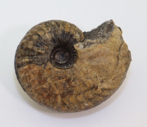 Ammonite parafrechites meeki - ammonite,,