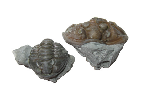 Ordovician trilobite fossil - ordovician,