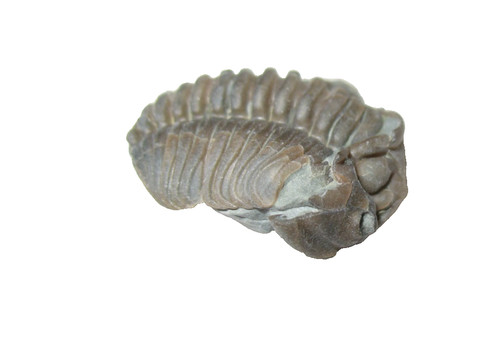 Ordovician trilobite fossil - ordovician,