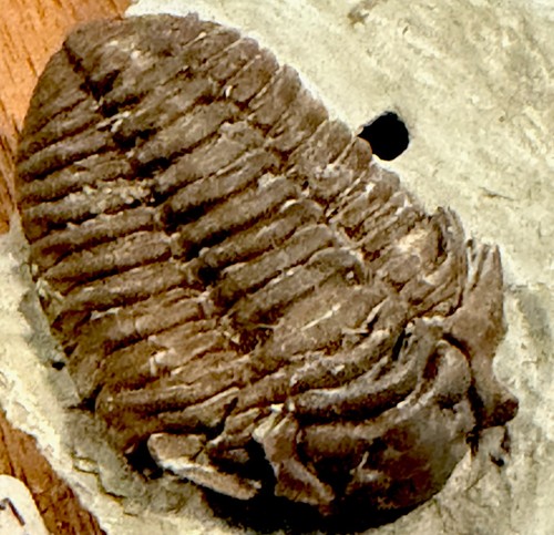 Flocicalymana meeki trilobite - meeki,