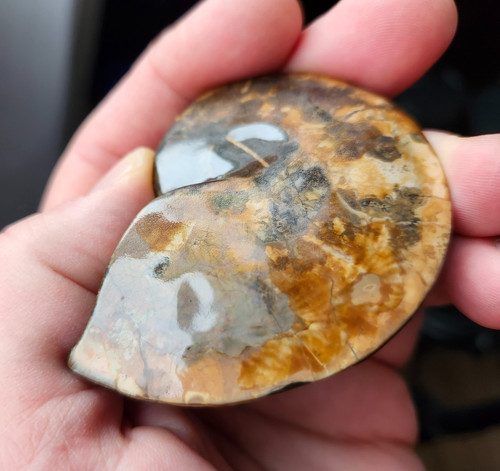Ammolite