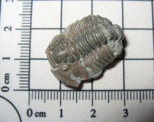 Ordovician trilobite fossil - ordovician,