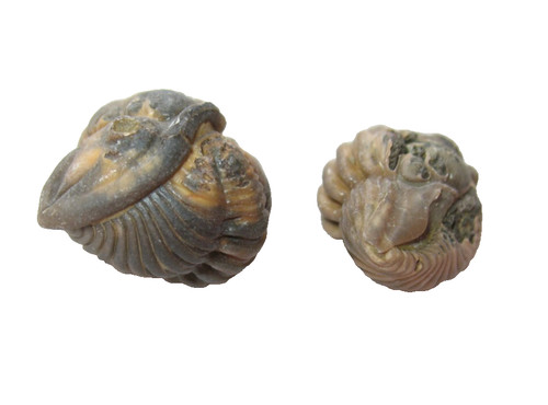 Ordovician trilobite fossil - trilobite,