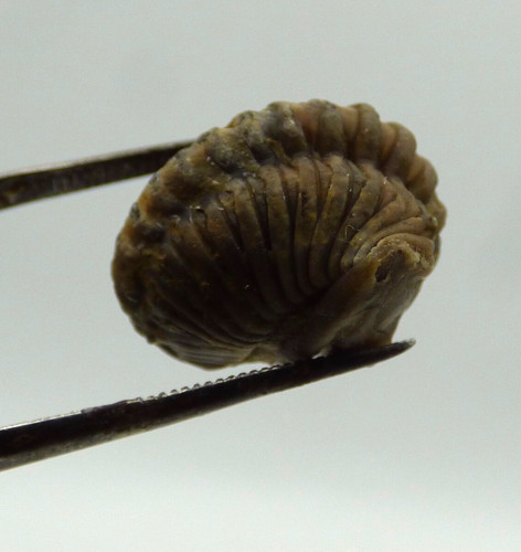Fossil trilobite flexicalymene - fossil,