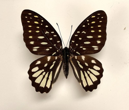 Papilionidae graphium meeki - papilionidae,