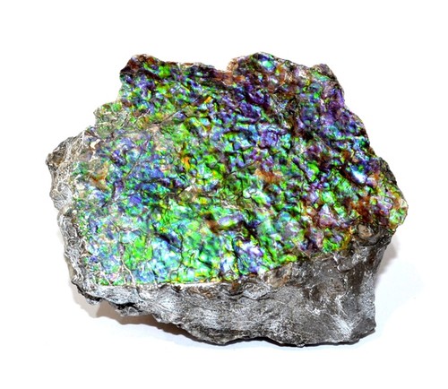Ammolite placenticeras meeki