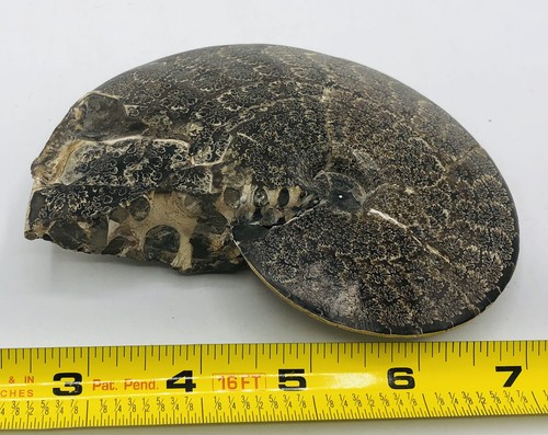 Placenticeras meeki ammonite - meeki,
