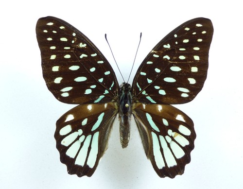 Graphium meeki ssp - ., maschio
