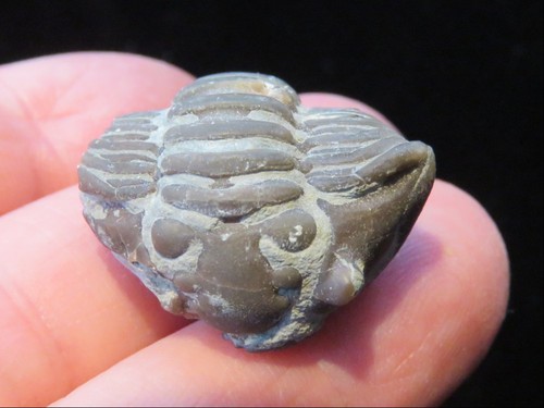 Trilobite-1"-