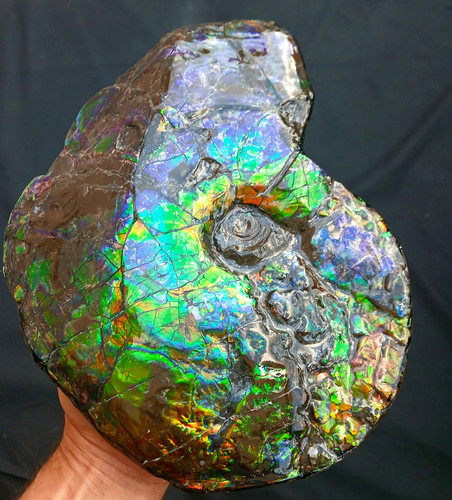 Ammolite placenticeras meeki - placenticeras,
