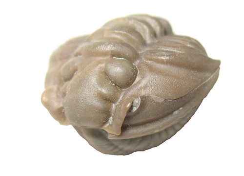 Ordovician trilobite fossil - ordovician,