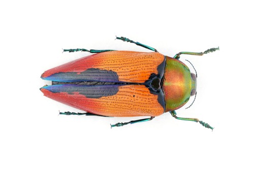 Buprestidae metaxymorpha meeki - buprestidae,