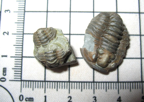 Ordovician trilobite fossil - ordovician,