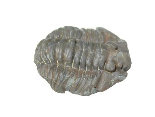 Ordovician trilobite fossil - ordovician,