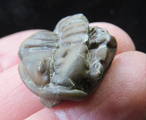 Trilobite - ,