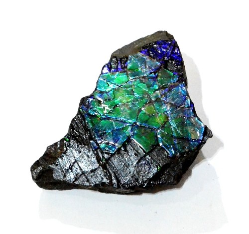 Ammolite placenticeras meeki