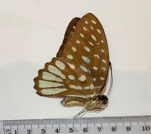 Papilionidae graphium meeki - graphium,