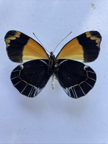 Entomologia delias meeki - entomologia, *
